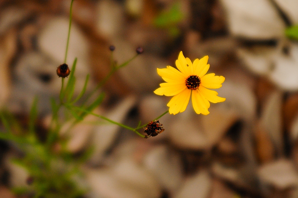 Coreopsis Gladiata